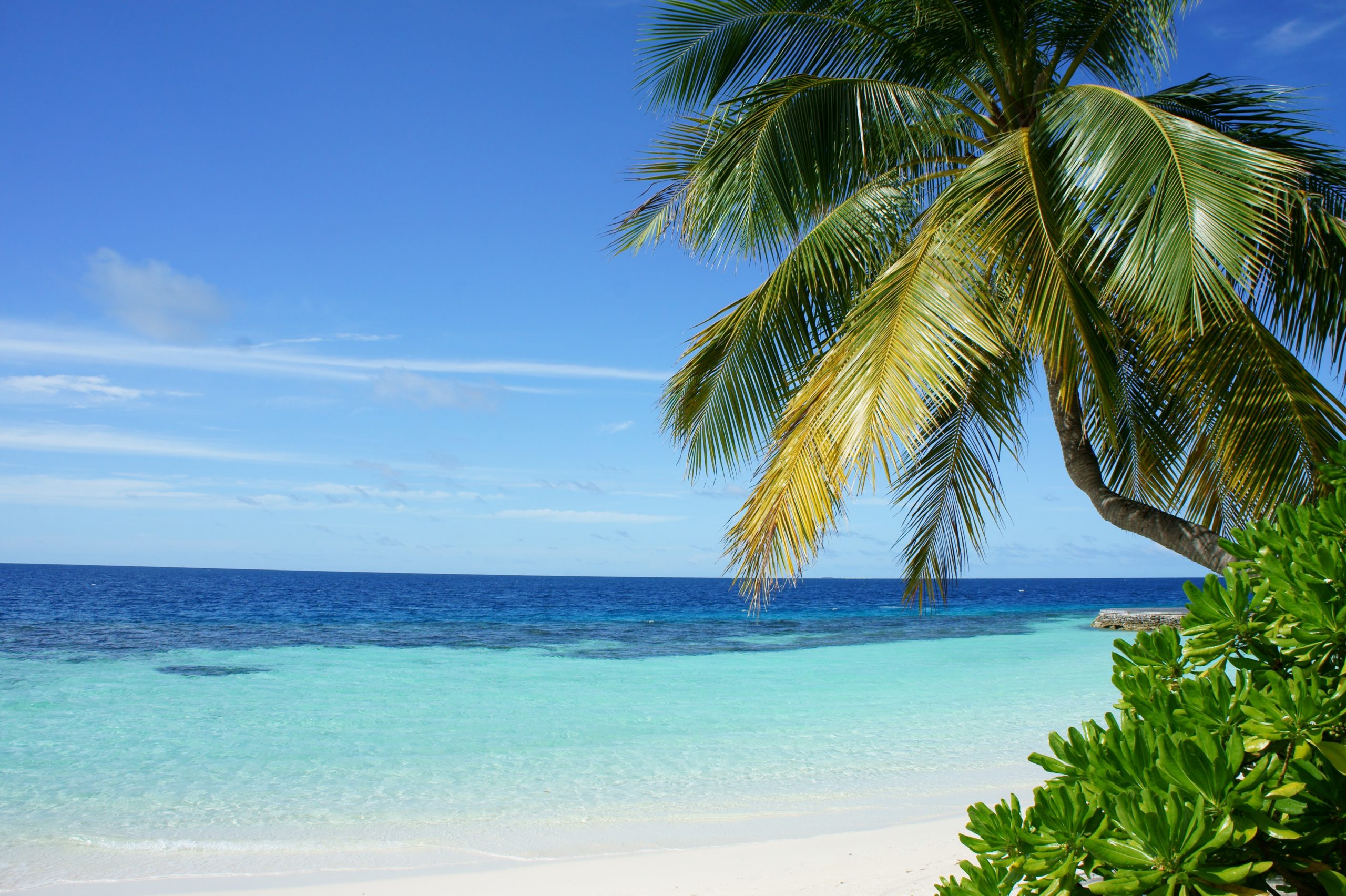 Coconut tree near the beach